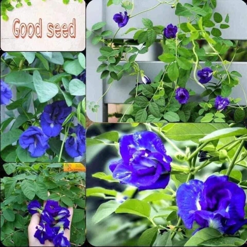 Cây giống hoa đậu biếc kép bông to siêu hoa mua 10 cây tặng thêm 1 cây