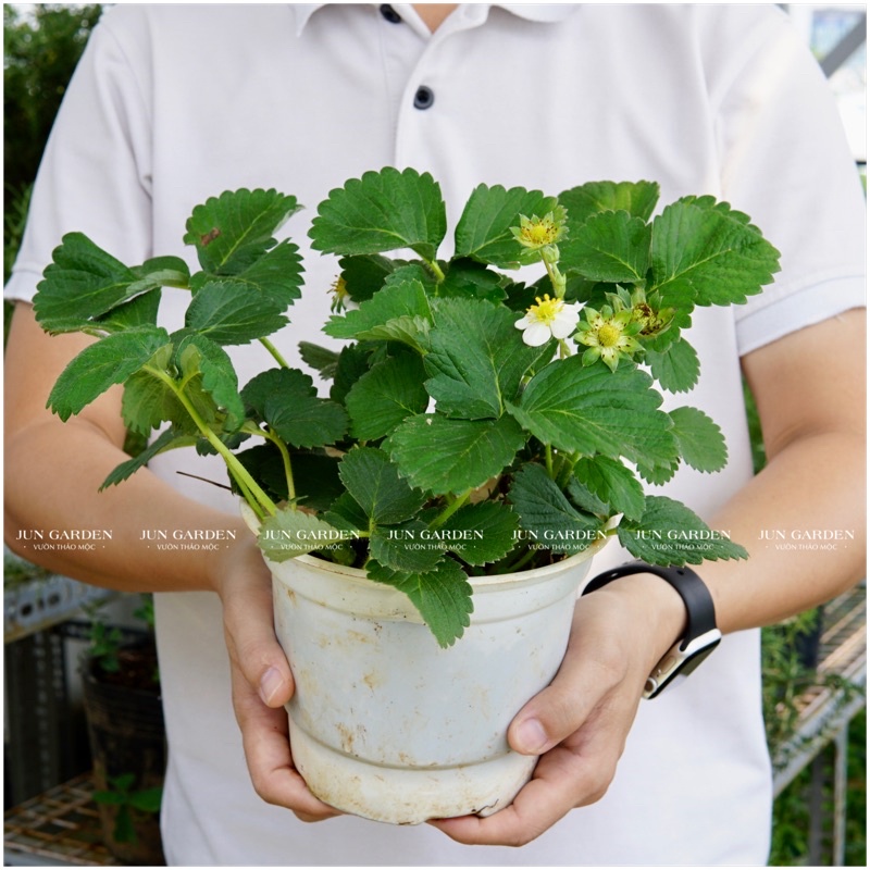 CÂY DÂU TÂY CHỊU NHIỆT JUN GARDEN