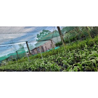 CHỚP MEKONG LÁ BIÊN
