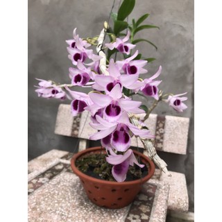lan phi điệp tím hàng ki năm 1
