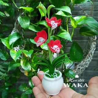 Hoa Đất Sét Mini- Địa Lan 12cm
