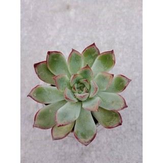 SEN ĐÁ VIỀN ĐỎ SIZE VỈ