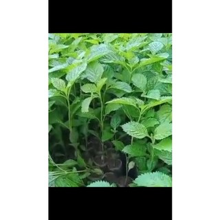 Cây đuôi chuột giống