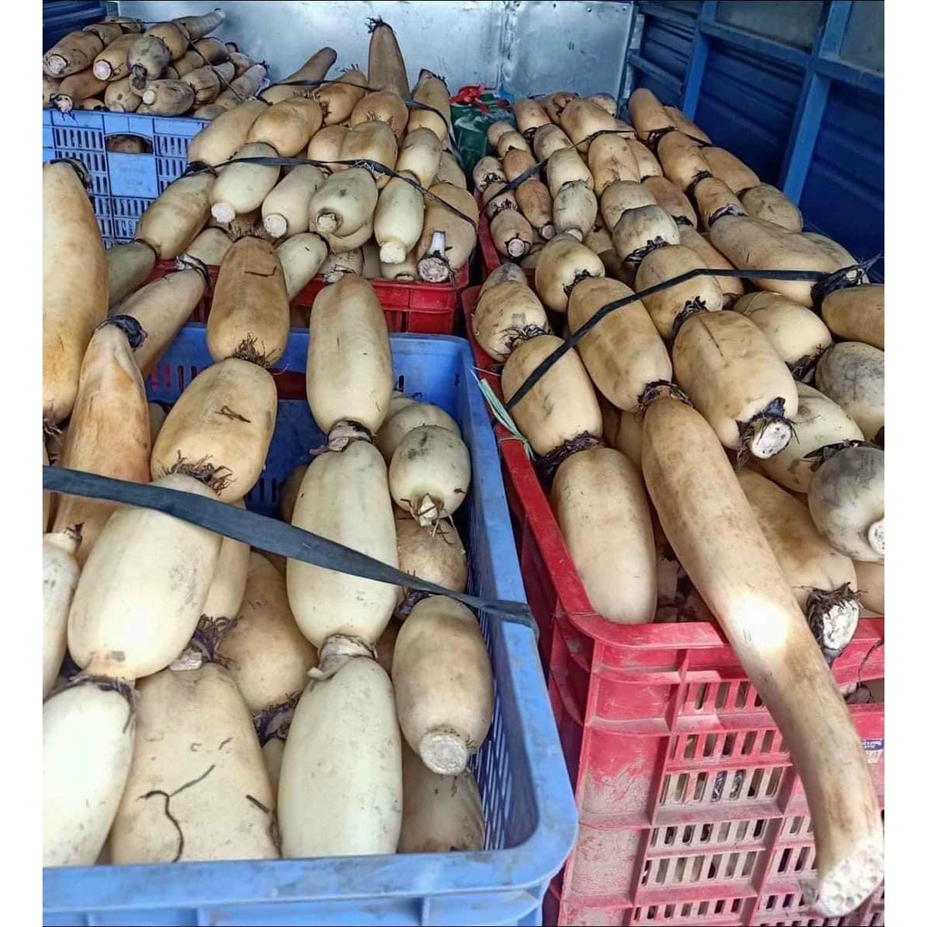 TINH BỘT CỦ SEN NGON