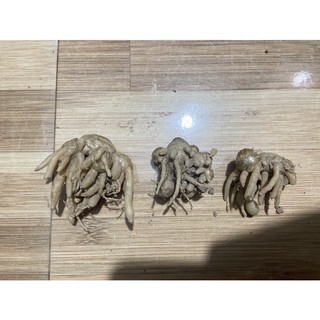 địa liền giống cổ (nguyên bản củ ngẫu nhiên) tặng hom dâu tằm