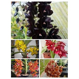 Thiên nga size trung hoa sổ củ to đẹp