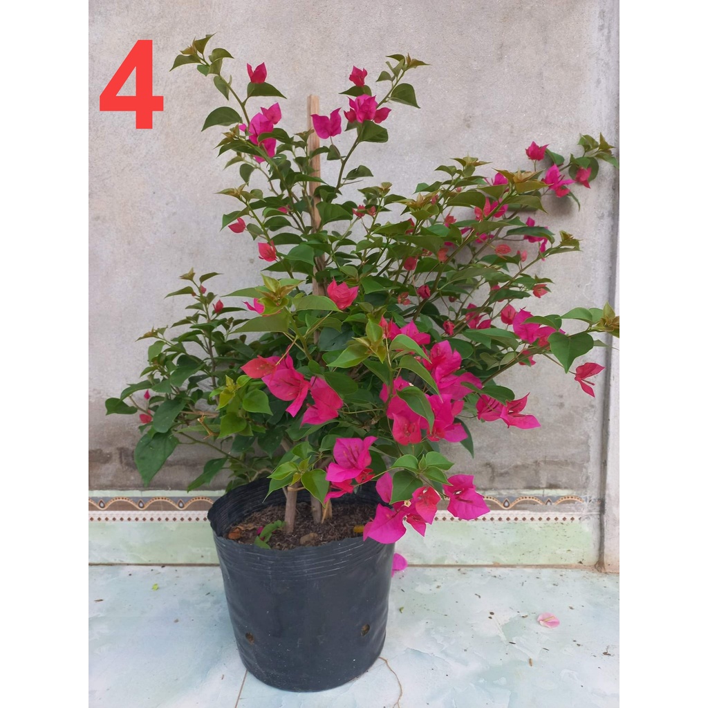 CHẬU HOA GIẤY SẴN HOA NHƯ HÌNH ĐĂNG( CÓ 5 MÀU CHO KHÁCH CHỌN)