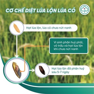 Combo 5 gói xử xử lý lúa lộn, lúa cỏ, lúa 2 tầng BS11 Quản lý lúa lộn NSX Bacsicayxanh