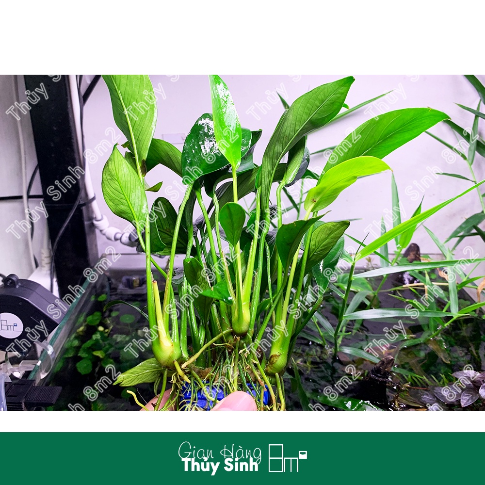 Ráy Lá Dài, Ráy Thủy Sinh | Cây Thủy Sinh KHÔNG CO2, Giá Thể, Trung Cảnh | 8m2