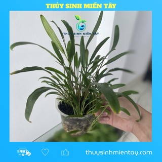 Cây tiêu thảo lucen thủy sinh dễ trồng