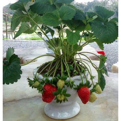 100h Hạt Giống Dâu Tây Chịu Nhiệt, tỷ lệ nẩy mầm Cao - TaNe Garden