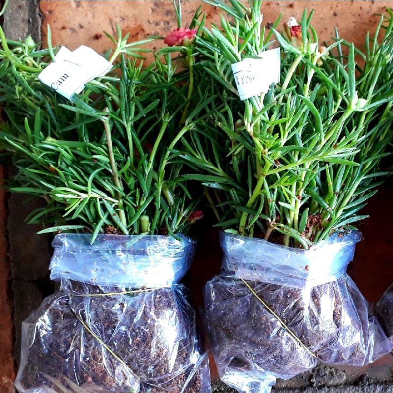 COMBO 2 BÓ HOA 10 GIỜ (10H), 50 CÂY/BÓ, CHỈ #46K, ĐỦ MÀU ĐỂ LỰA CHỌN