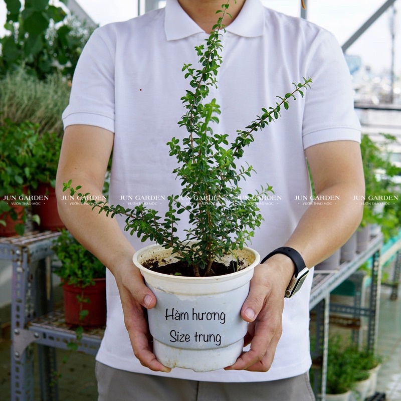 Cây Hàm Hương Tươi Thơm Mùi Cam Quýt JUN GARDEN