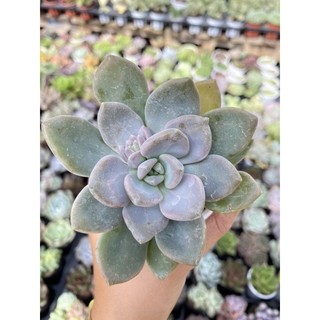 Sen đá đá xanh siêu khoẻ full nắng mưa size bầu 5cm hư 1 đổi 1