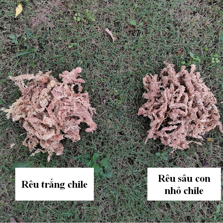 Rêu trắng ChiLe - Rêu sâu con nhỏ Giá thể giữ ẩm tuyệt vời cho phong lan, gói 100g