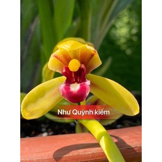 Hoa lan kiếm như quỳnh gieo hạt gửi nguyên chậu