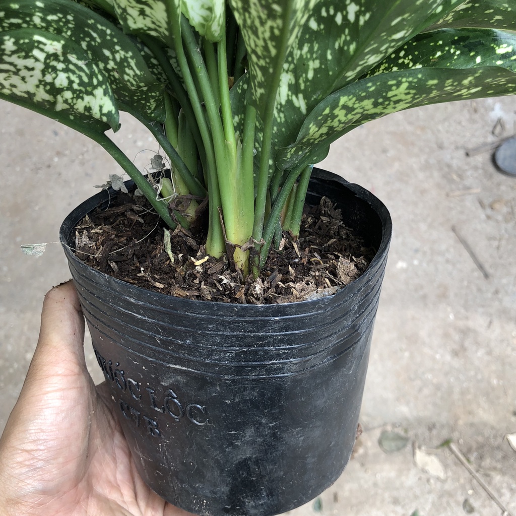 Cây ngọc ngân phong thủy, Cao 20cm - Trang trí nội thất, phòng ngủ, ban công