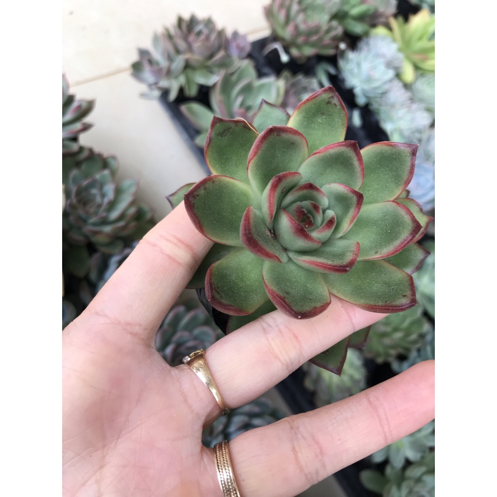 Sen đá Ếch lửa size bầu