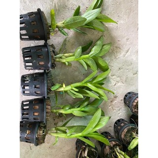 Hoa lan denro nắng kinh 3