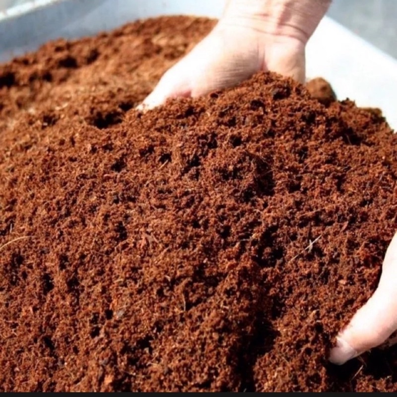 Mụn dừa nguyên chất đã qua xử lý