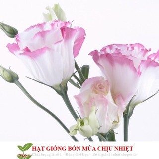 Hạt hoa hải quỳ chuẩn tết