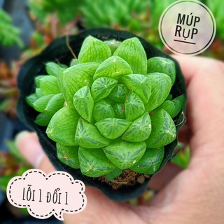 sen đá dạ quang tròn🍏 |FREESHIP| 🔥 XỨ NÓNG, ĐÃ THUẦN KHÍ HẬU, KHOẺ ĐẸP 🍏 LỖI 1 ĐỔI 1