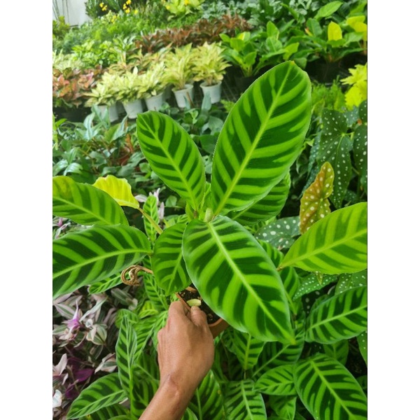 Chậu cây đuôi công thỏ (Calathea zebrina)
