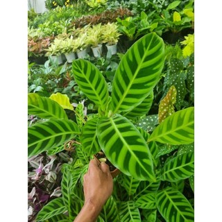Chậu cây đuôi công thỏ