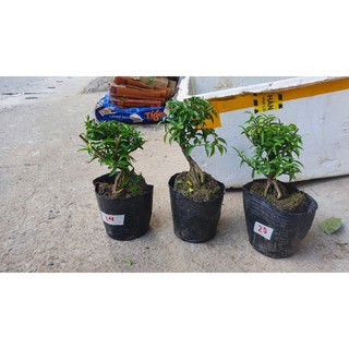 Cây mai chiếu thủy mini trang trí tiểu cảnh , terrariu....