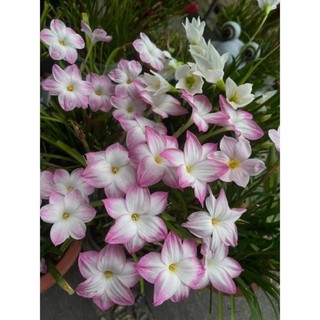 Củ Huệ mưa Kép(10cu)