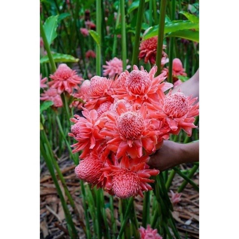 Bầu hoa sen đa Lộc