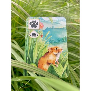 [US] Meadow - Trò Chơi Board Game