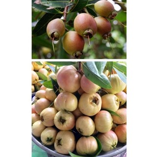 Cây giống mận lý cây chiết mau có trái