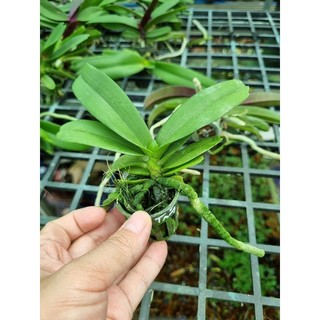 ngọc điểm thái (đai châu, nghinh xuân)đủ 10 màu