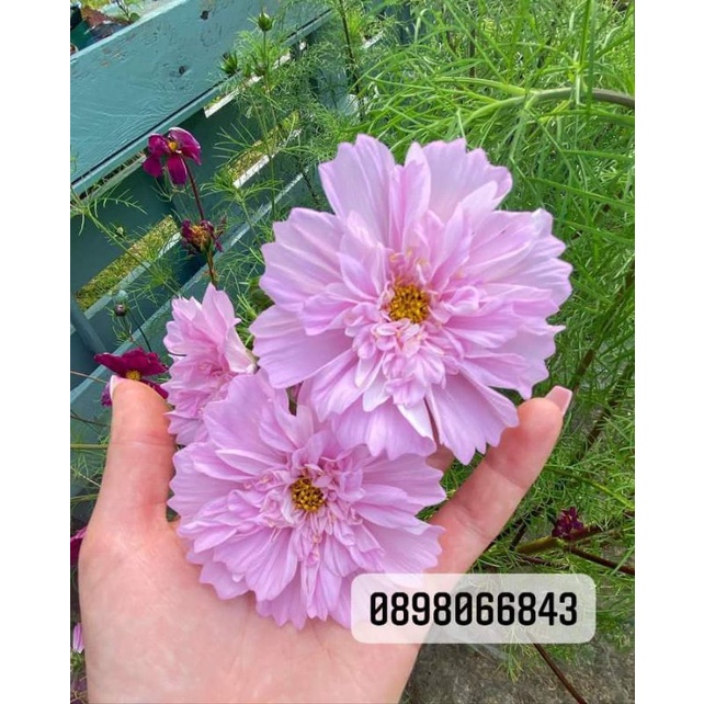 100 Hạt giống Hoa sao nhái_cánh bướm kép Cosmos Double  chuẩn F1