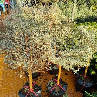 Cây 🌲 bàng đài loan câm thạch 1m1