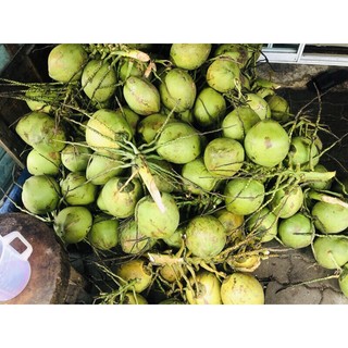 Dừa xiêm tươi
