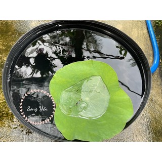 Combo 10 chậu c16 bít lỗ trồng sen , nuôi cá 42x32cm loại dày