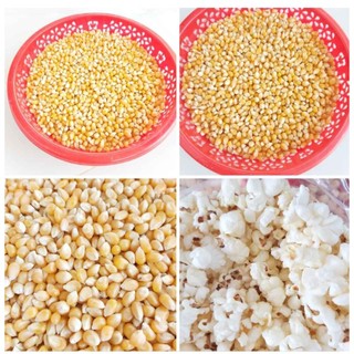 1KG BẮP RANG BƠ / NGÔ MỸ NỔ/ BẮP NỔ BỎNG/ NGÔ NỔ BỎNG/ BẮP MỸ NỔ (HẠT CHƯA CHẾ BIẾN) _ Bắp Hạt Nhập Khẩu Mỹ