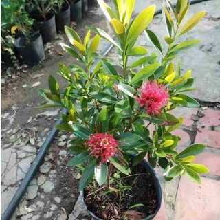 Chậu cây mai thái hồng cao 25-45cm