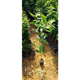 CÂY GIỐNG TRÂM LÙN (cho trái siêu sớm)