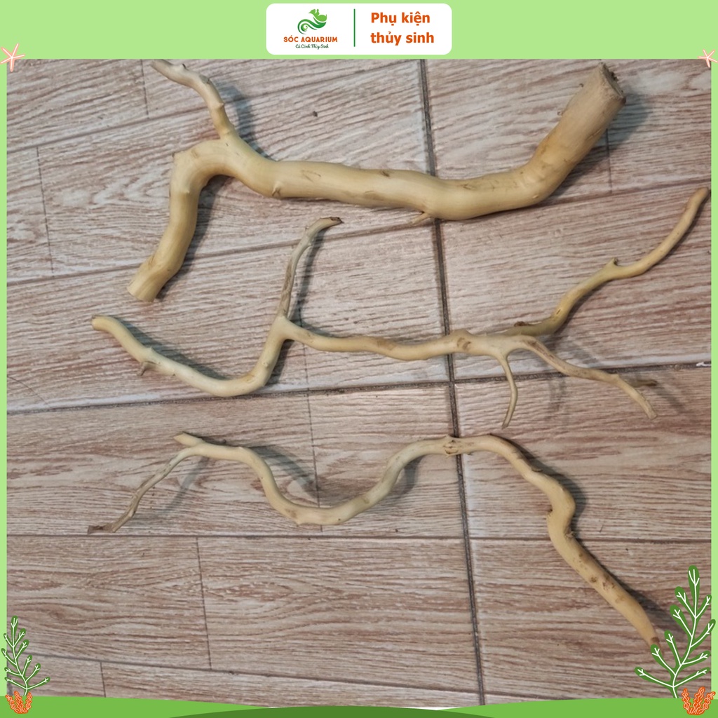 Lũa Đỗ Quyên Loại Ngắn, Lũa Gồm Nhiều Kích Thước, Hình Dáng