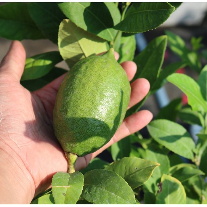 Cây giống chanh vàng Mỹ Eureka