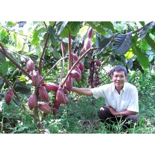 Cây giống Ca cao giống ghép .