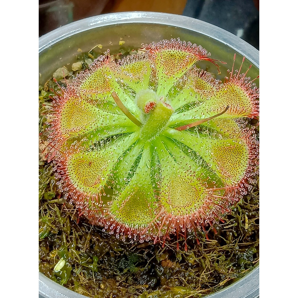 Cây Gọng Vó Đồng Tiền, Burmanii,cây bèo đất, Drosera burmannii Vahl cây bắt mồi