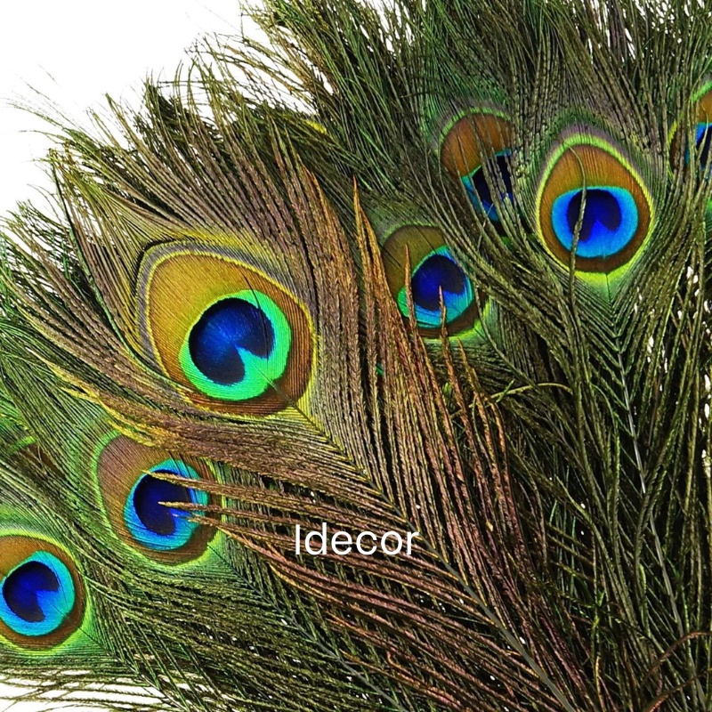 Lông Công Phong Thủy - Lông Công 40-100cm Đẹp Tự Nhiên Size Lớn Mang Lại May Mắn Hàng Loại 1