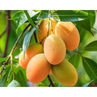 Cây giống xoài thanh ca.
