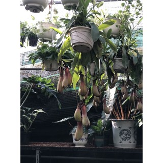 Chậu treo cây nắp ấm