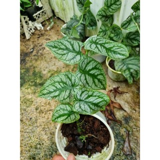 Cây trầu bà dubia - Monstera Dubia