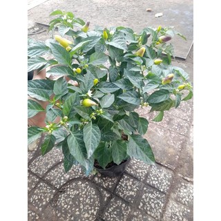 Chậu cây ớt sừng vàng, ớt chỉ thiên, ớt trái tim, ớt chuông, ớt ngũ sắc đang bông, trái. giao hỏa tốc tp HCM